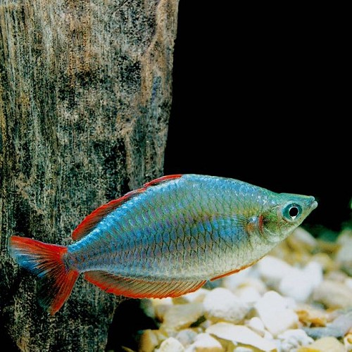 Melanotaenia preacox - Arc en ciel diamant L